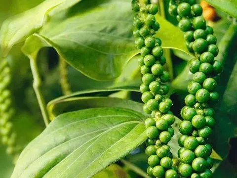 Giá tiêu hôm nay 23/10/2025: Xuất khẩu tiêu sang Ấn Độ tăng mạnh cả lượng và giá