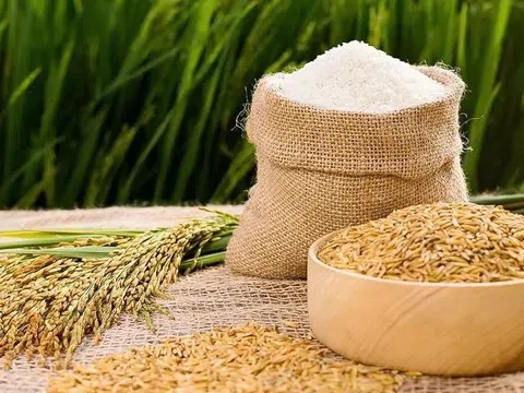 Giá lúa gạo hôm nay 24/10/2025: Lúa tươi giảm mạnh, gạo trong nước ổn định