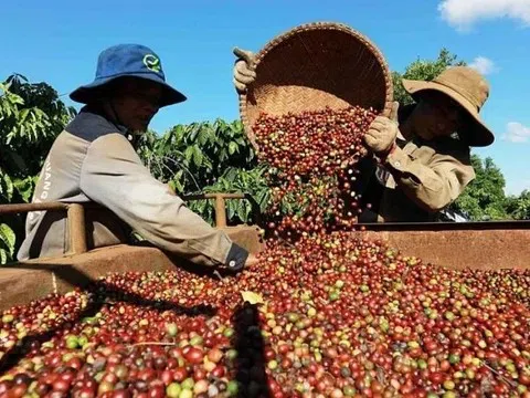 Giá cà phê hôm nay 25/10/2025: Trong nước tăng vọt, lập đỉnh 5 tuần
