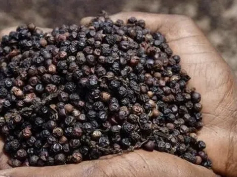 Giá tiêu hôm nay 30/10/2025: Tăng 1.000 đồng/kg tại nhiều địa phương