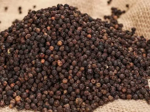 Giá tiêu hôm nay 29/10/2025: Ổn định sau phiên tăng mạnh đầu tuần