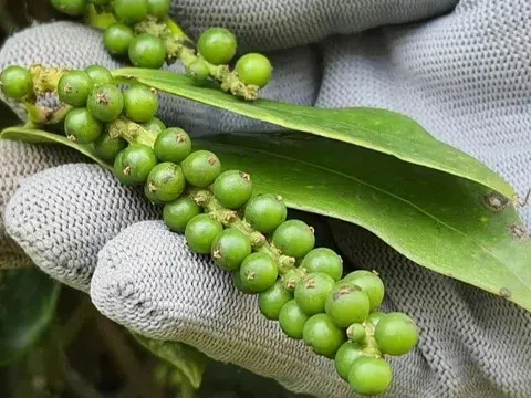 Giá tiêu hôm nay 31/10/2025: Tiêu trong nước tăng nhẹ