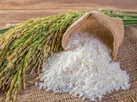 Thông qua nội dung Bản ghi nhớ hợp tác thương mại gạo Việt Nam – Singapore