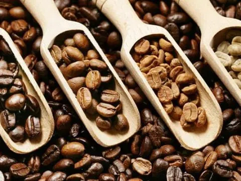 Giá cà phê hôm nay 31/10/2025: Lâm Đồng vượt ngưỡng 116.700 đồng/kg, thị trường bùng nổ