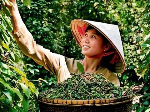 Giá tiêu hôm nay 2/11/2025: Tăng nhẹ lên 147.000 đồng/kg, triển vọng xuất khẩu sáng cuối năm