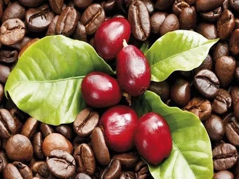 Giá cà phê hôm nay 4/11/2025: Tăng 200 đồng/kg