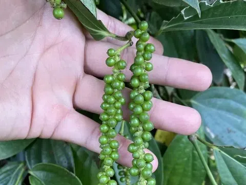 Giá tiêu hôm nay 5/11/2025: Hồ tiêu sụt giảm