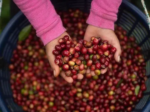 Giá cà phê hôm nay 5/11/2025: Tăng mạnh