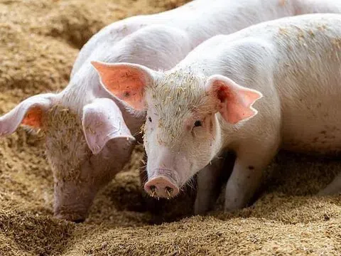 Giá heo hơi hôm nay 8/11/2025: Miền Bắc giảm sâu dưới 50.000 đồng/kg, thị trường chưa có dấu hiệu hồi phục