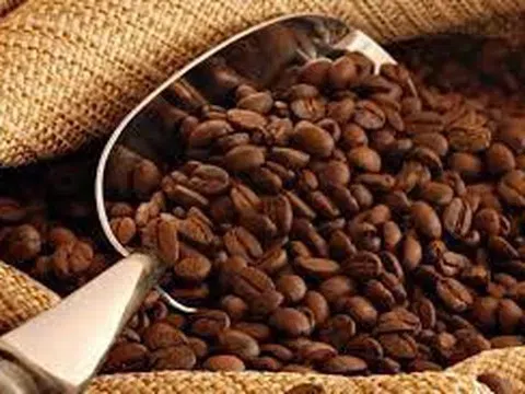Giá cà phê hôm nay 10/11/2025: Trong nước neo ở mức cao