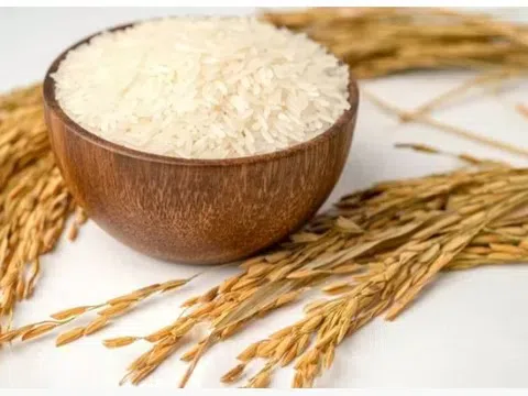 Giá lúa gạo hôm nay 7/11/2025: Thị trường biến động nhẹ, giao dịch chậm