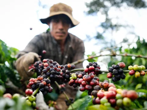 58 tỷ USD nông lâm thủy sản được xuất khẩu trong 10 tháng