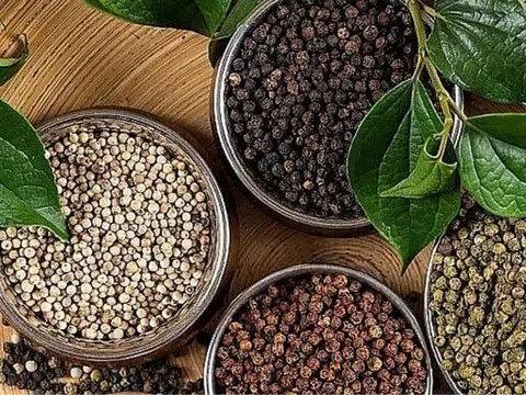 Giá tiêu hôm nay 12/11/2025: "Phá băng" giảm nhẹ tại Đắk Lắk