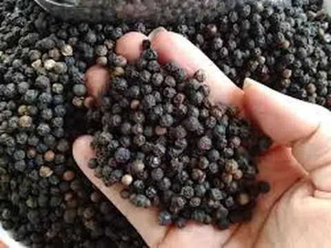 Giá tiêu hôm nay 13/11/2025: Đắk Lắk và Đắk Nông cùng giảm về mốc 146.000 đồng/kg