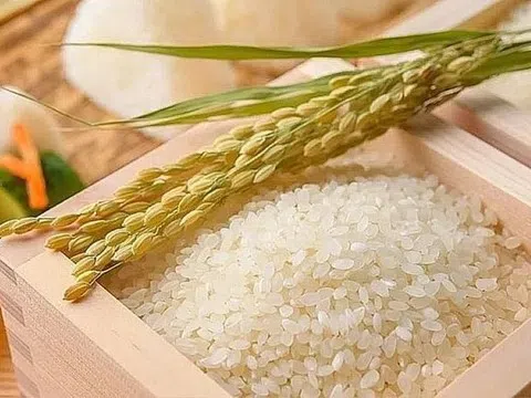 Giá lúa gạo hôm nay 14/11/2025: Giá gạo nguyên liệu biến động trái chiều