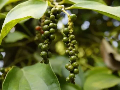 Giá tiêu hôm nay 17/11/2025: Giảm diện rộng đầu tuần