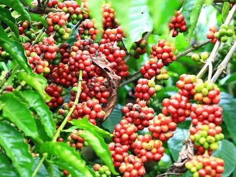 Giá cà phê hôm nay 18/11/2025: Giá cà phê Tây Nguyên tiếp tục giảm nhẹ