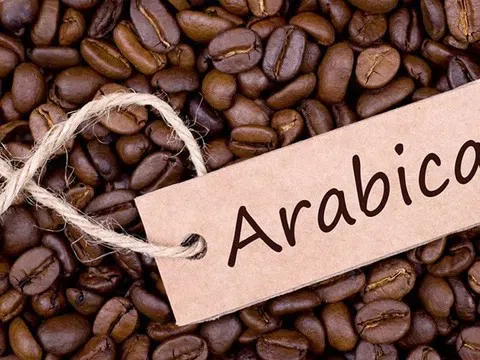 Giá cà phê hôm nay 19/11/2025: Sắc xanh trở lại, phục hồi trong và ngoài nước