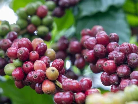 Giá cà phê hôm nay 22/11/2025: Nội địa bật tăng mạnh, thế giới giảm sâu