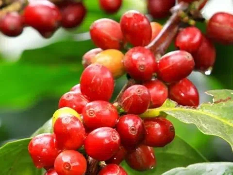 Giá cà phê hôm nay 23/11/2025: Trong nước lao dốc tới 2.200 đồng/kg, thị trường thế giới rực đỏ