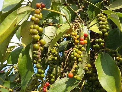 Giá tiêu hôm nay 23/11/2025: Tăng nhẹ 500 đồng/kg, thị trường trong nước giữ xu hướng tích cực