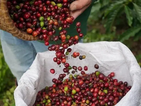 Giá cà phê hôm nay 25/11/2025: Giảm nhẹ 500 đồng/kg