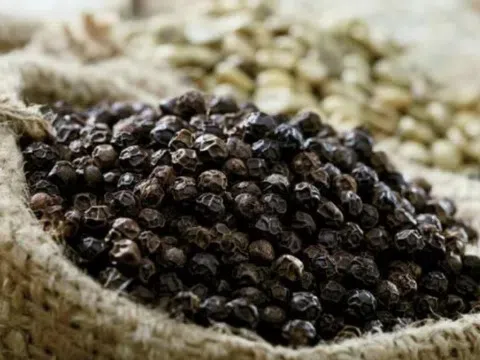 Giá tiêu hôm nay 1/12/2025: Nông dân găm hàng chờ giá tăng