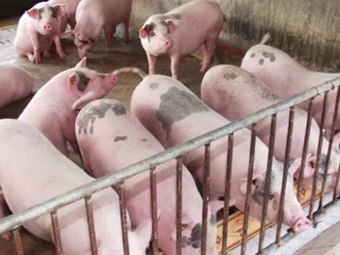 Giá heo hơi hôm nay 2/12/2025: Thị trường bật tăng mạnh, nhiều địa phương ghi nhận mức 57.000 đồng/kg