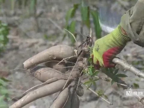 Để nông dân thoát cảnh "bán cả tạ sắn chưa bằng một ngày phụ hồ"