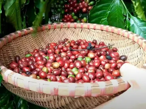 Giá cà phê hôm nay 9/12/2025: Thu hoạch của Việt Nam bắt đầu tăng tốc