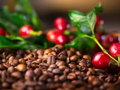 Giá cà phê hôm nay 11/12/2025: Tăng nhẹ từ 200 tới 300 đồng/kg