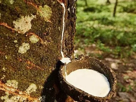 Giá cao su hôm nay 11/12/2025: Sắc xanh bao phủ các sàn giao dịch