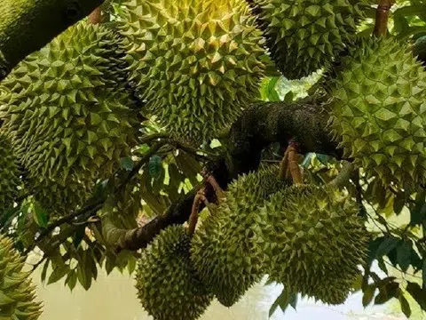 Giá sầu riêng hôm nay 12/12/2025: Thị trường giảm