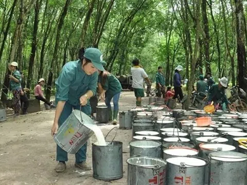 Ngành cao su tìm đà tăng trưởng mới trong năm 2025