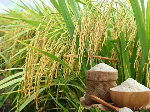 Giá lúa gạo hôm nay 25/12/2025: Thị trường ổn định, gạo tăng nhẹ, lúa giữ giá cuối vụ