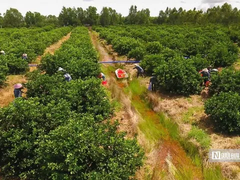 Kiên nhẫn với "đất khó" để trái chanh Việt đi xa hơn