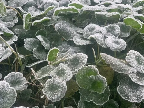 Miền Tây Nghệ An rét đậm, nhiệt độ giảm xuống -5°C, băng giá bao phủ