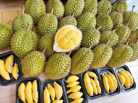 Giá sầu riêng hôm nay 20/1/2026: Thị trường cận Tết tăng cao