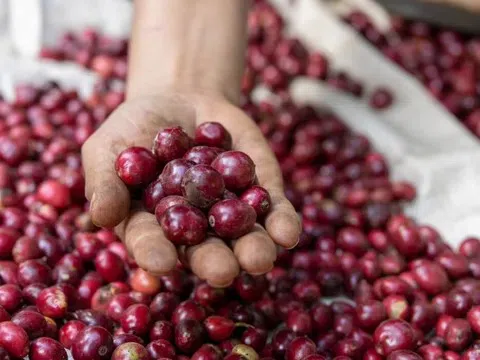 Giá cà phê hôm nay 21/1/2026: "Bốc hơi" 1.400 đồng/kg