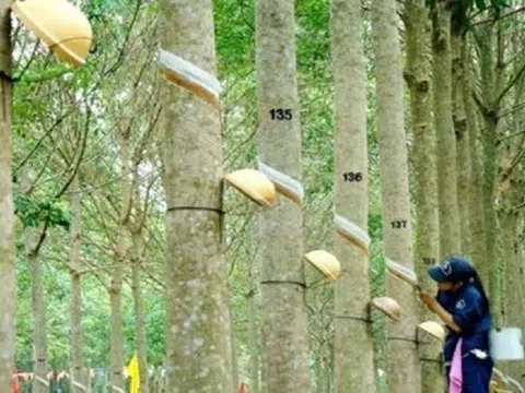 Giá cao su hôm nay 21/1/2026: Thế giới đồng loạt giảm, trong nước ổn định