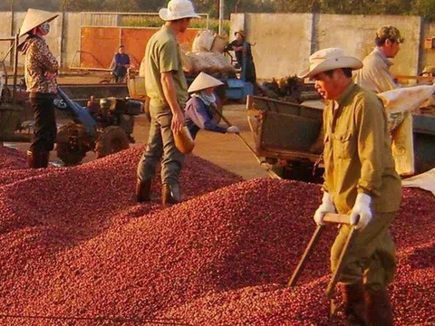 Giá cà phê tuần qua tăng cao, cả nước thu về 433 triệu USD từ xuất khẩu