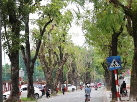 Huế lập 'hồ sơ sức khỏe' cho cây xanh đô thị