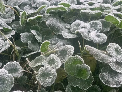Miền Tây Nghệ An rét đậm, nhiệt độ giảm xuống -5°C, băng giá bao phủ