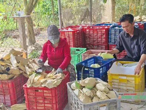 Thị trường xoài Cần Thơ khởi sắc, giá cả giữ mức ổn định