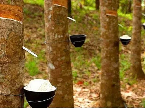 Giá cao su hôm nay 5/2/2026: Thị trường phục hồi nhẹ, trong nước giữ ổn định