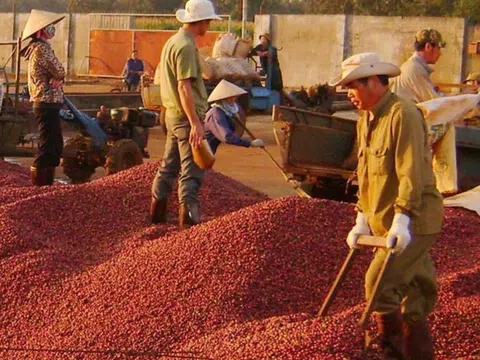 Giá cà phê tuần qua tăng cao, cả nước thu về 433 triệu USD từ xuất khẩu