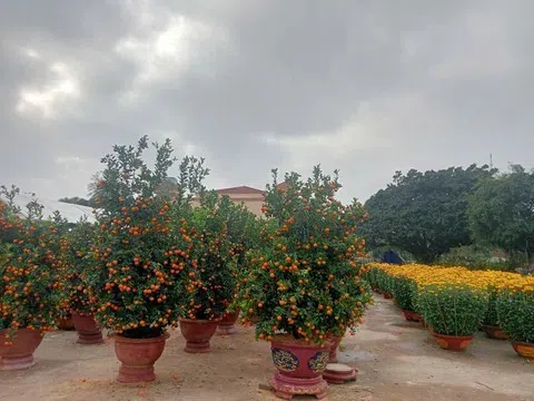 Quảng Trị: Hoa Tết "vắng khách", thương lái thấp thỏm