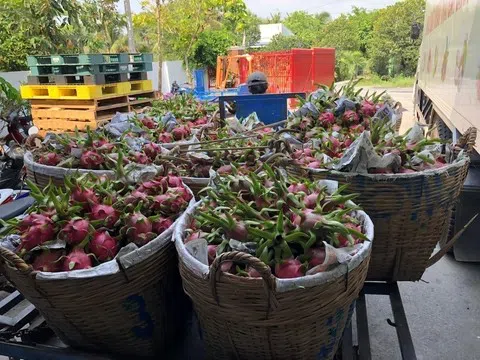 Bản quyền giống thanh long ruột đỏ LD1 và bài học tuân thủ pháp luật sở hữu trí tuệ khi hội nhập quốc tế