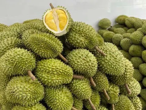 Giá sầu riêng hôm nay 13/2/2026: Thị trường trầm lắng, giá đi ngang