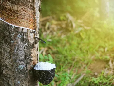 Giá cao su hôm nay 12/2/2026: Cập nhật giá cao su trong nước, thế giới